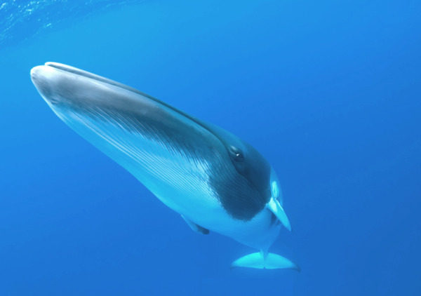 참고래. 지구상에서 두 번째로 큰 포유류다. / 휴메인 소사이어티 인터내셔널 제공