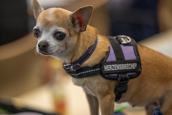 농림축산식품부가 올해 첫 시행하는 반려동물행동지도사 필기시험(2급)의 시행 계획을 발표했다.(사진은 기사와 무관)