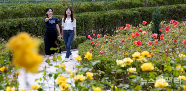 대전 동구는 오는 31일부터 다음 달 9일까지 대청호자연생태관 및 대청호자연수변공원 일원에서 ‘2024 대청호 장미전시회’를 개최한다고 밝혔다. / 동구 제공