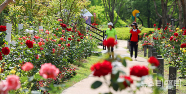 대전 동구는 지난 5월 31일부터 6월 9일까지 열흘간 대청호자연생태관과 대청호자연수변공원 일원에서 개최한 ‘2024년 대청호 장미전시회’를 성공적으로 마무리했다고 밝혔다. (사진=행사 현장 / 동구 제공)