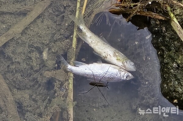 금산군 금산읍 금산동초등학교 앞 하천(후곤천)에서 물고기들이 하얀 배를 드러낸채 죽어 있다. / 뉴스티앤티