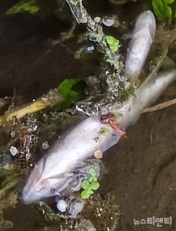 금산군 금산읍 금산동초등학교 앞 하천(후곤천)에서 물고기들이 하얀 배를 드러낸채 죽어 있다. / 뉴스티앤티