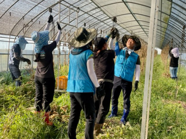 남대전농협은 30일 농협중앙회 대전본부와 농산물품질관리원 충남지원 임직원들과 함께 농촌일손돕기를 실시했다고 밝혔다. / 농협대전지역본부 제공