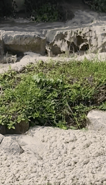 수로에서 흘러나온 희뿌연 물이 후곤천으로 흘러들어가는 모습 / 주민 촬영 영상 캡처