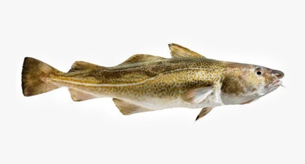 대구 / 해양수산부 제공