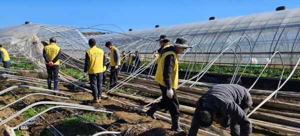 대전 서부농협은 18일 올여름 집중호우로 피해를 입은 서구 용촌동의 오이 농가를 방문하여 수해복구 비닐하우스 해체 봉사활동을 진행했다고 밝혔다. / 농협대전지역본부 제공