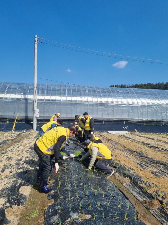 대전 서부농협은 17일 영농철을 맞아 일손이 부족한 서구 용계동 정형호 조합원 농가를 방문하여 농촌일손돕기를 실시했다고 밝혔다. / 농협대전지역본부 제공