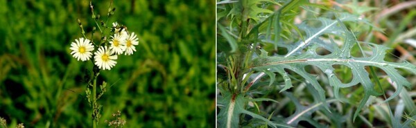 왼쪽부터 왕고들빼기 꽃과 잎  / 농촌진흥청 제공