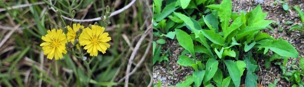 왼쪽부터 노랑선씀바귀 꽃과 잎 / 농촌진흥청 제공