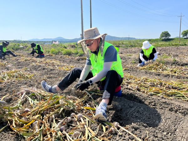 충남신용보증재단은 5일 농협중앙회 충남세종본부·농협중앙회 공주시지부·세종공주원예농협과 함께 공주시 우성면 동대리 소재 마늘 농가를 찾아 농촌 일손돕기에 진행한 가운데, 충남신보 조소행 이사장이 마늘 수확 활동을 하며 구슬땀을 흘리고 있다. / 충남신용보증재단 제공