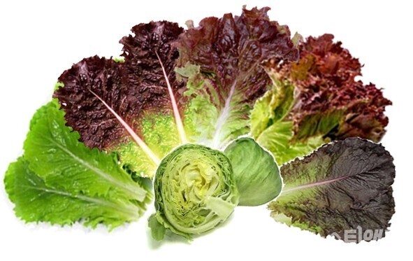 국내 재배 상추(왼쪽부터 시계방향으로 ‘청색 잎상추’, ‘적색 잎상추’, ‘적꽃상추’, ‘적포기상추’, ‘적로메인상추’, 가운데 ‘양상추’) / 농촌진흥청 제공