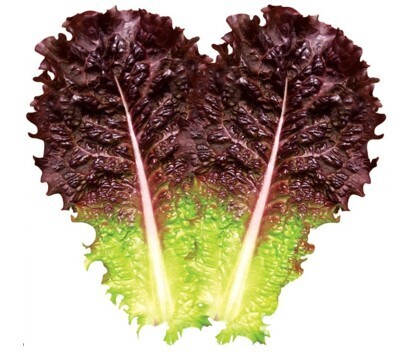 적색잎상추 / 농촌진흥청 제공