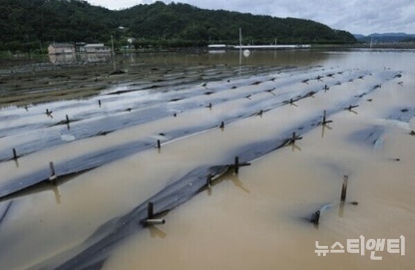 집중호우로 물에 잠긴 인삼밭 / 충남도 제공