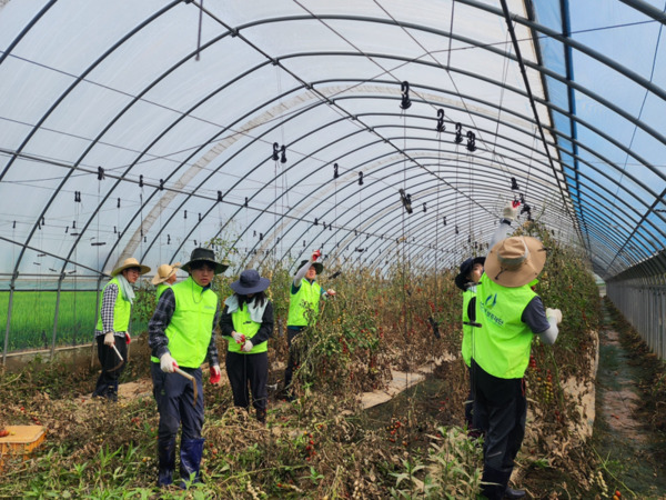 충남신용보증재단은 24일 충남도 내 집중호우로 큰 피해를 입은 중소기업·소상공인을 위해 신속한 금융지원 체계를 가동하고, 피해 현장을 직접 찾아 복구 자원봉사를 실시했다고 밝혔다. / 충남신용보증재단 제공