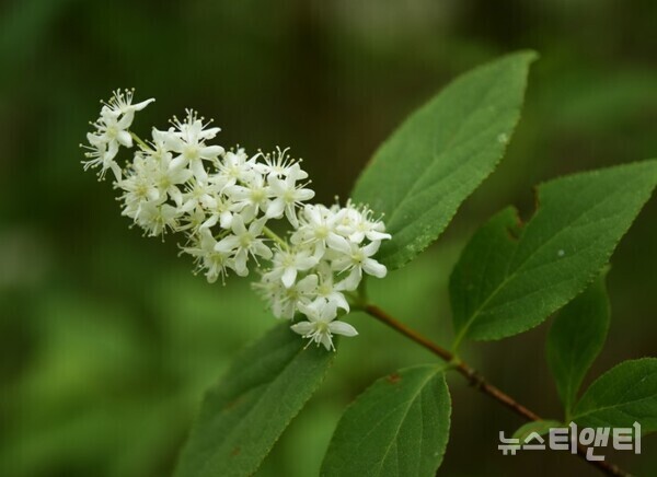 꼬리말발도리 / 국립수목원 제공