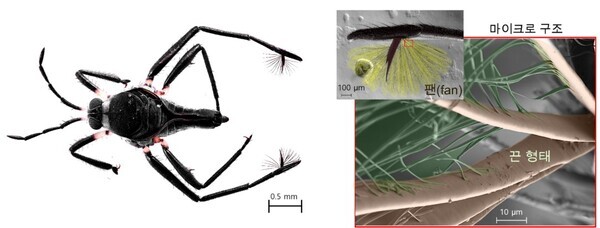 라고벨리아 생물 사진 및 팬의 마이크로 구조 전자 현미경 사진. 납작한 끈 모양의 마이크로 구조는 생물의 거동에 필수적인 기능을 부여한다. / 과학기술정보통신부 제공
