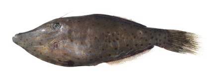 날개취치. 복어독보다 20배나 강한 독을 품고 있어 절대 먹거나 만져서는 안 된다(식용불가) / 식약처 제공