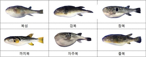 사진출처 : 복어류 분류 매뉴얼(식품의약품안전처 2017)