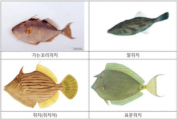 식용 가능한 쥐치 종류(4종) / 사진출처 : 국립생물자원관-한반도의 생물다양성, 어류도감(김인영) 