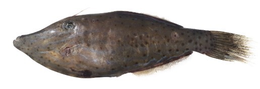 날개취치. 복어독보다 20배나 강한 독을 품고 있어 절대 먹거나 만져서는 안 된다(식용불가) / 식약처 제공