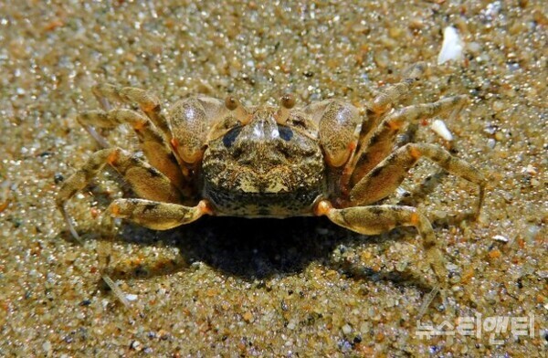 서천 송석갯벌에서 발견된 해양생물보호종 발콩게 / 서천지속협 전홍태 위원 제공