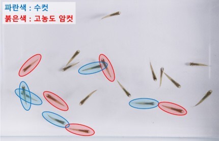 송사리 암·수의 교미 과정. 수컷이 고농도 에스트로겐 암컷 쪽으로 이동 / 국립생물자원관 제공