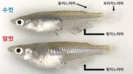 실험에 사용된 자생 송사리 사진. 산란기에 수컷 뒷지느러미의 까만 반점이 진해진다. / 국립생물자원관 제공