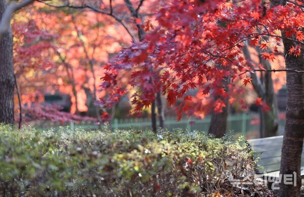 성주산 단풍나무 / 보령시 제공