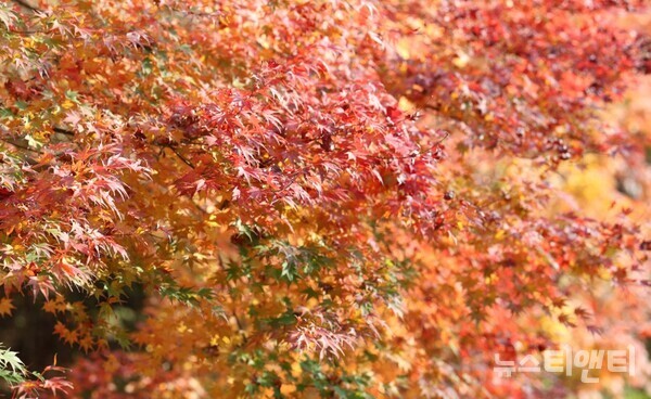 성주산 단풍나무 / 보령시 제공