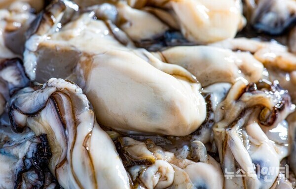 천북 굴 / 보령시 제공