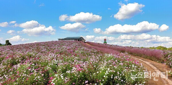 천북 청보리밭 코스모스 / 보령시 제공