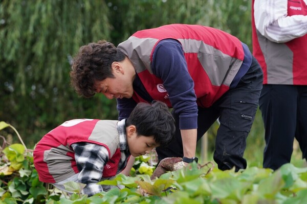​롯데건설 ‘샤롯데 봉사단’이 텃밭에서 고구마를 수확하고 있다​