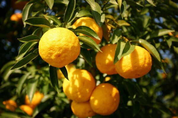 APEC 정상회의 공식만찬에서 디저트로 고흥 유자 소르베가 제공돼 청정 유자의 상큼하고 풍부한 향과 깔끔한 맛을 선보였다./고흥군 제공