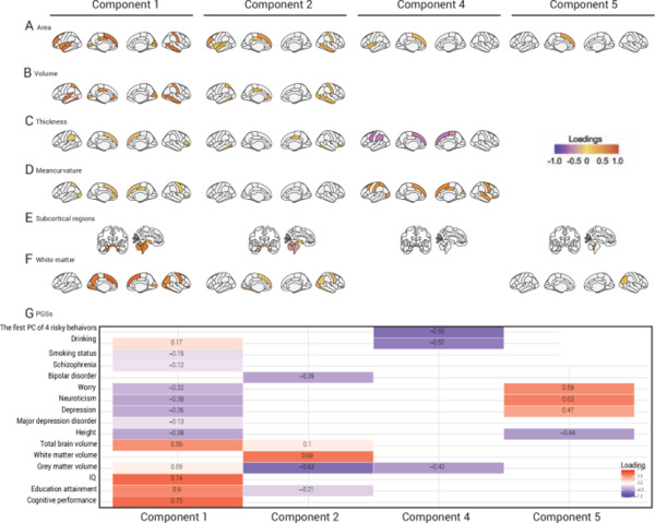 어린이 뇌 구조 MRI와 DNA 다유전점수를 연계 분석한 결과, 뇌의 각 영역마다 유전적 영향의 강도가 다르게 나타났다. 연구팀은 이를 7가지 MRI 모달리티로 확장해 뇌 전반의 ‘유전-뇌 연결 지도’를 구축했다.