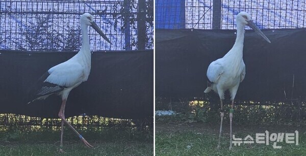 일본에서 도입된 황새 2마리(왼쪽부터 수컷, 암컷) / 예산군 제공