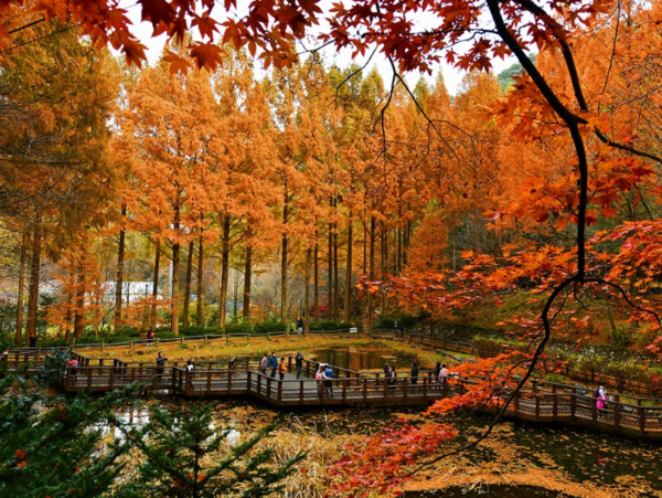 대전시는 단풍철인 11월 한 달간 장태산 자연휴양림 일대에 교통 혼잡 완화를 위한 대책을 추진한다고 5일 밝혔다. / 대전시 제공