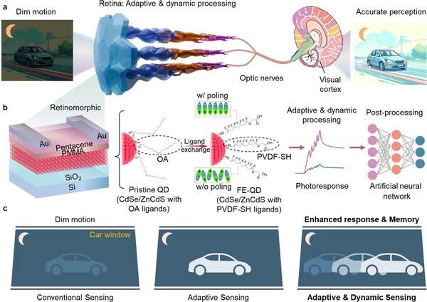 생체 시각 시스템을 모사한 강유전 양자점 기반 인공지각 소자 개념도인간의 망막처럼 빛의 세기에 따라 적응하고 기억하는 기능을 구현하기 위해, 강유전 고분자 리간드를 도입한 양자점 소자를 설계하였다. 이를 통해 어두운 환경에서도 사물의 움직임을 감지하고 인식할 수 있다.