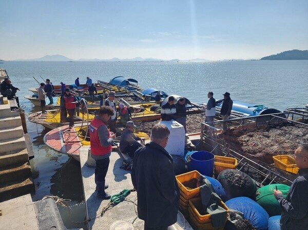 지난 5일 신안군 안좌면 우목항과 지도읍 점암선착장에서 이뤄진 물김 첫 위판에서 경매가 진행되고 있다./신안군 제공