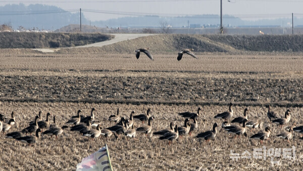 철새 / 뉴스티앤티 DB