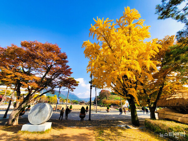 고창읍성 앞 공원 내 은행나무 (2025 11 09) / 뉴스티앤티 ⓒ조주연 기자