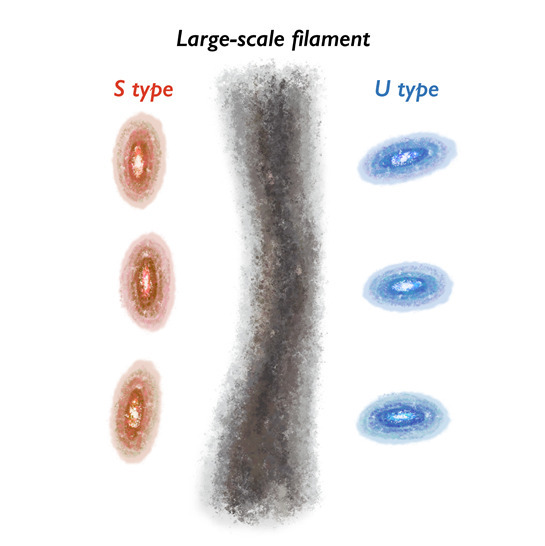 암흑 물질 헤일로가 우주 거대 구조의 필라멘트에 대해 나란하게 정렬된 은하는 S형 워프를 갖는 반면, 암흑 물질 헤일로가 우주 거대 구조의 필라멘트에 대해 수직한 방향으로 정렬된 은하는 U형 워프를 갖는다.