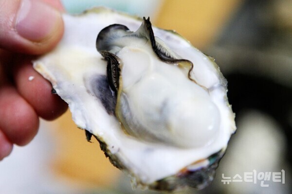 천북굴 / 보령시 제공