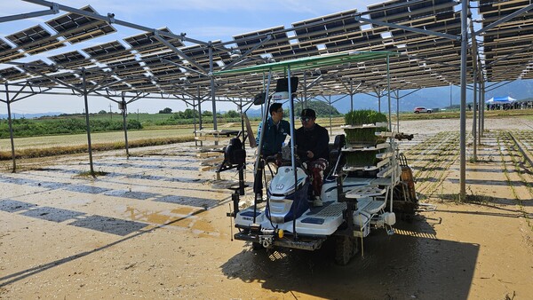 영암군 영농형 태양광 실증 논 벼 이양작업모습/영암군 제공