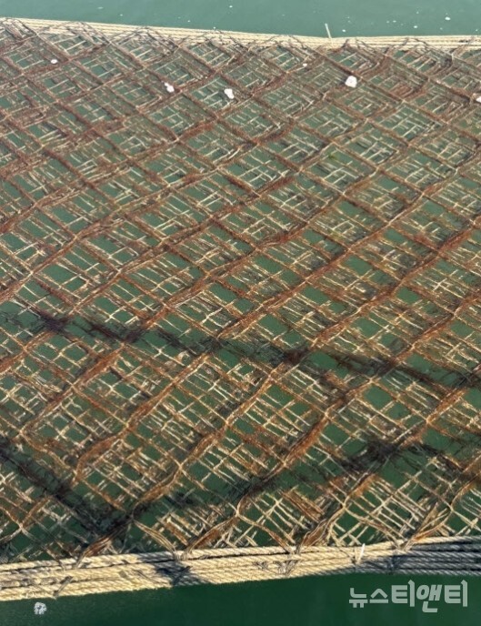 김 양식장 황백화 피해 / 서천군 제공