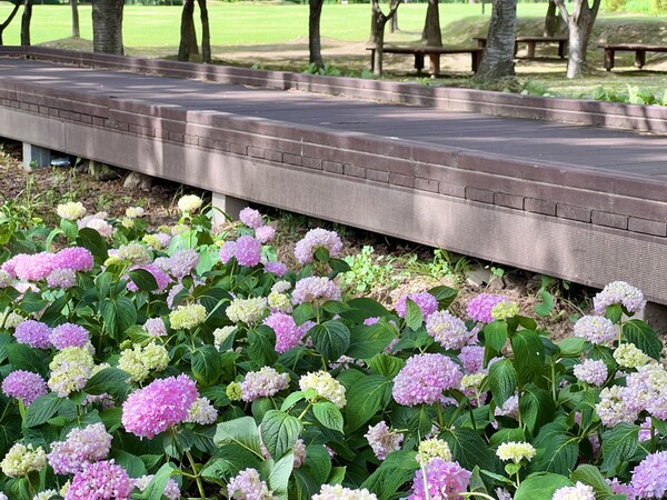 대전시가 2017년부터 조성해 온 무장애 나눔길 조성사업 7개 구간이 완성됐다. / 대전시 제공