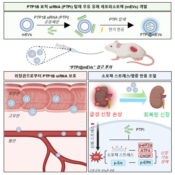 PTP1B siRNA 탑재 우유 유래 세포외소포체 치료 플랫폼의 작용 기전 모식도