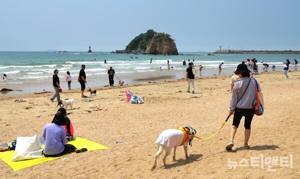 반려동물 해변운동회(2025.6.7) / 태안군 제공