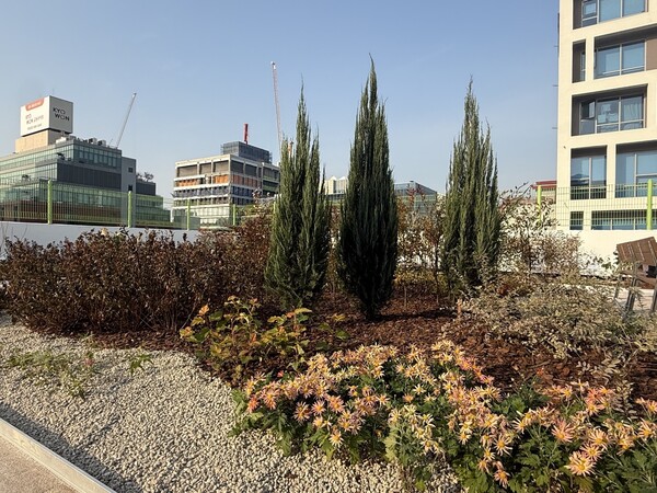 성동구가 성수초등학교 옥상에 조성한 ‘바람길숲’. / 성동구청 제공