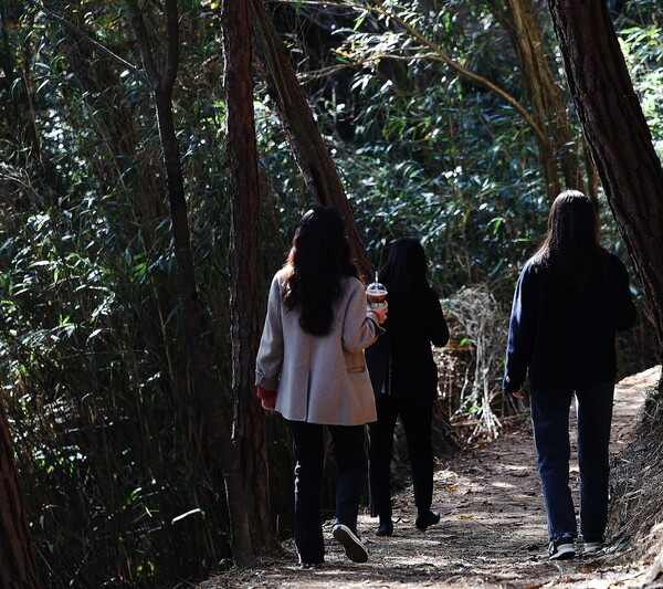 함평군 기산봉 힐링숲길 산책로 조성/함평군 제공