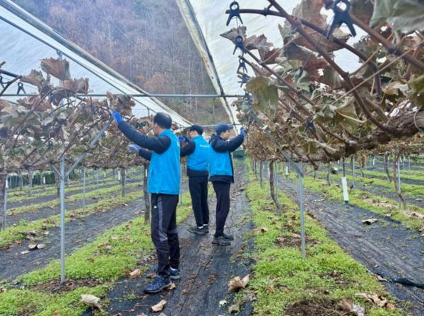 농협중앙회 대전본부는 21일 산내농협 임직원 및 한국연구재단은 동구 삼괴동 포도 재배 농가를 방문하여 농촌일손돕기를 진행했다고 밝혔다. / 농협대전지역본부 제공